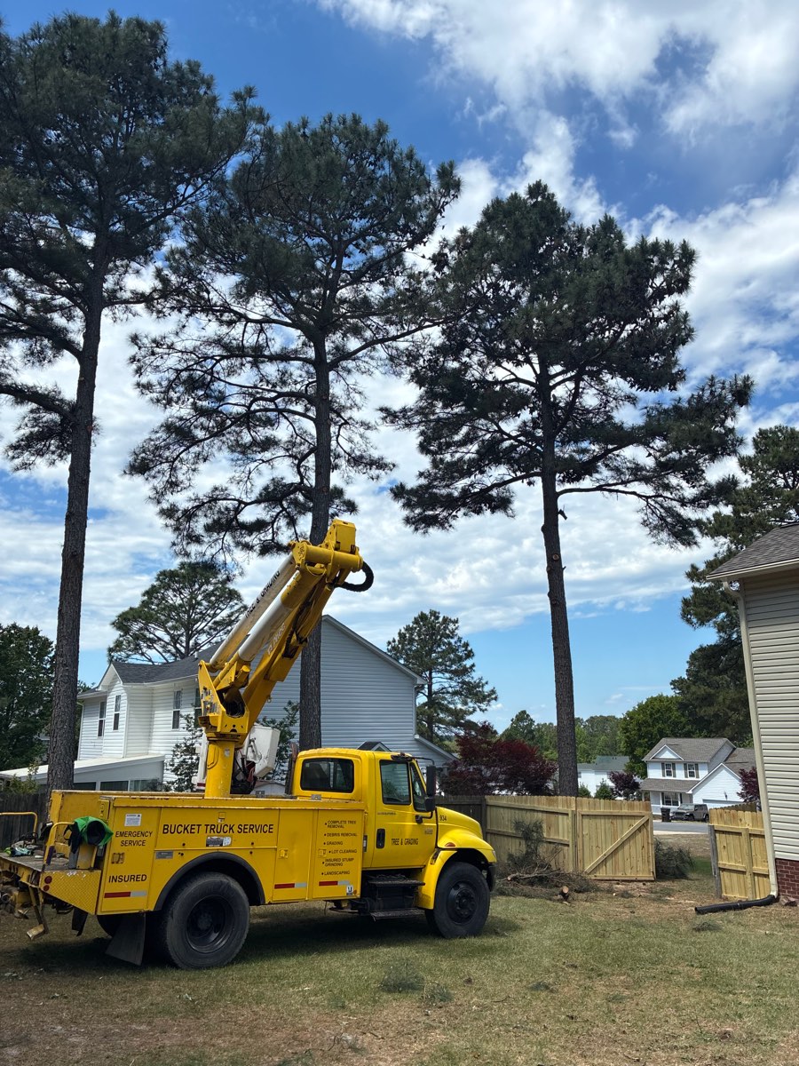 McCarthy Tree Service bucket truck removing tall loblolly pines beside a home in Broadway, NC