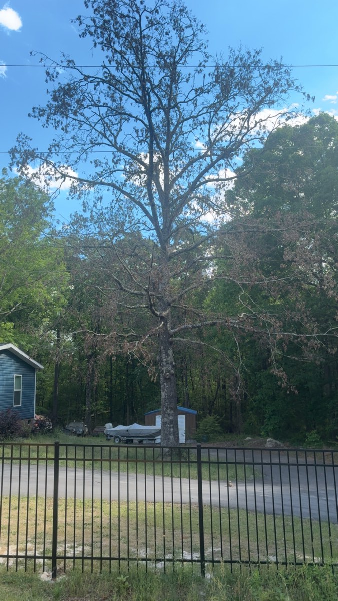 Dead, declining hardwood tree with thinning canopy near Sanford, NC — a removal candidate