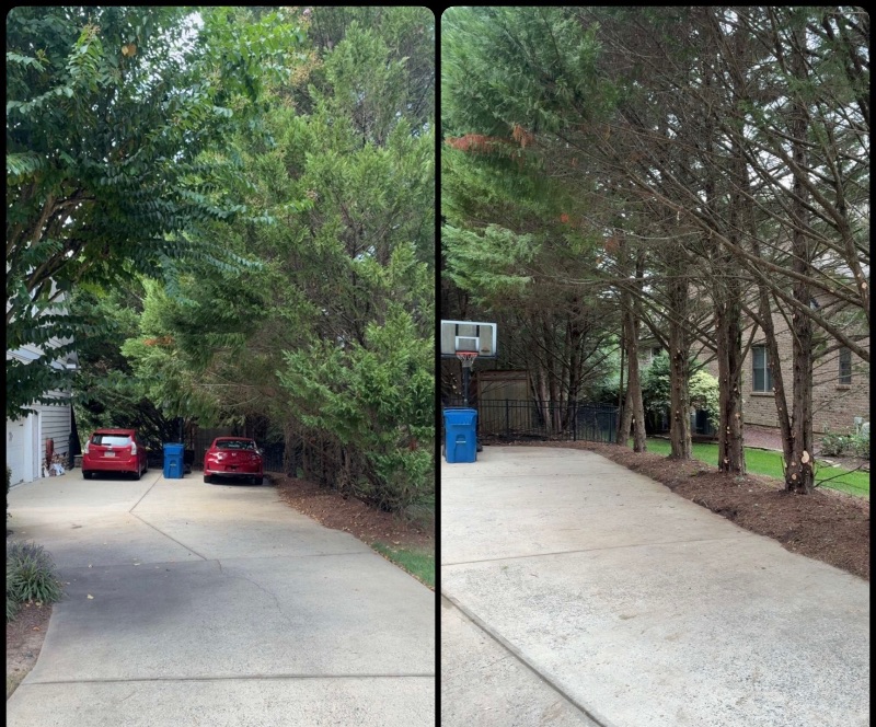 Before and after of cedars limbed up to clear a driveway in Lee County, NC