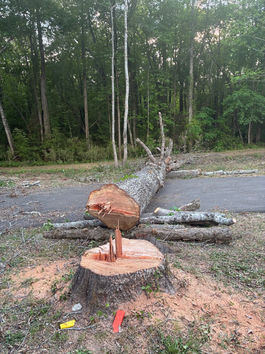 Precision-felled oak with fresh-cut stump near Broadway, NC