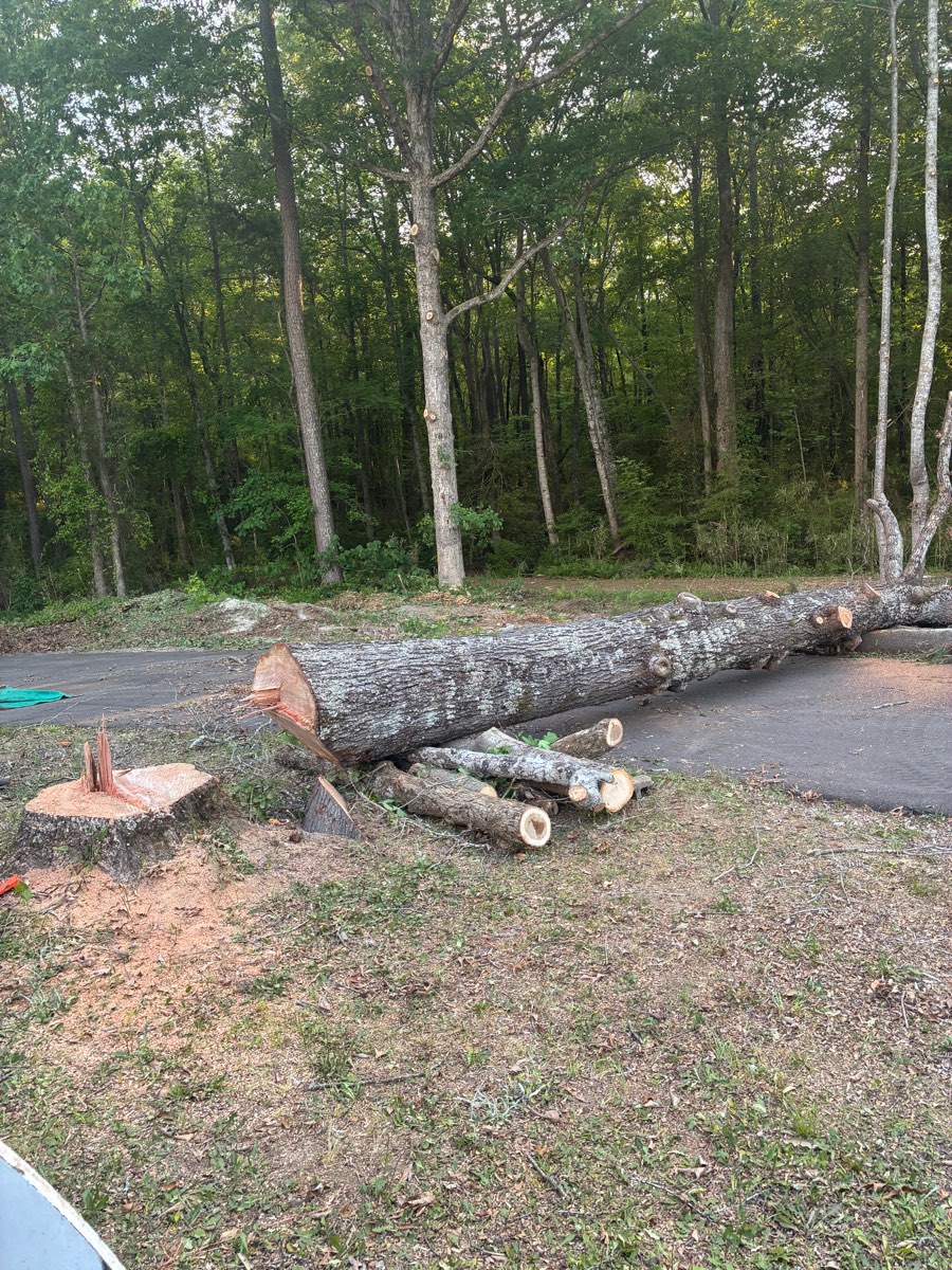 Large oak trunk felled and staged for removal on a quiet road in Lee County, NC