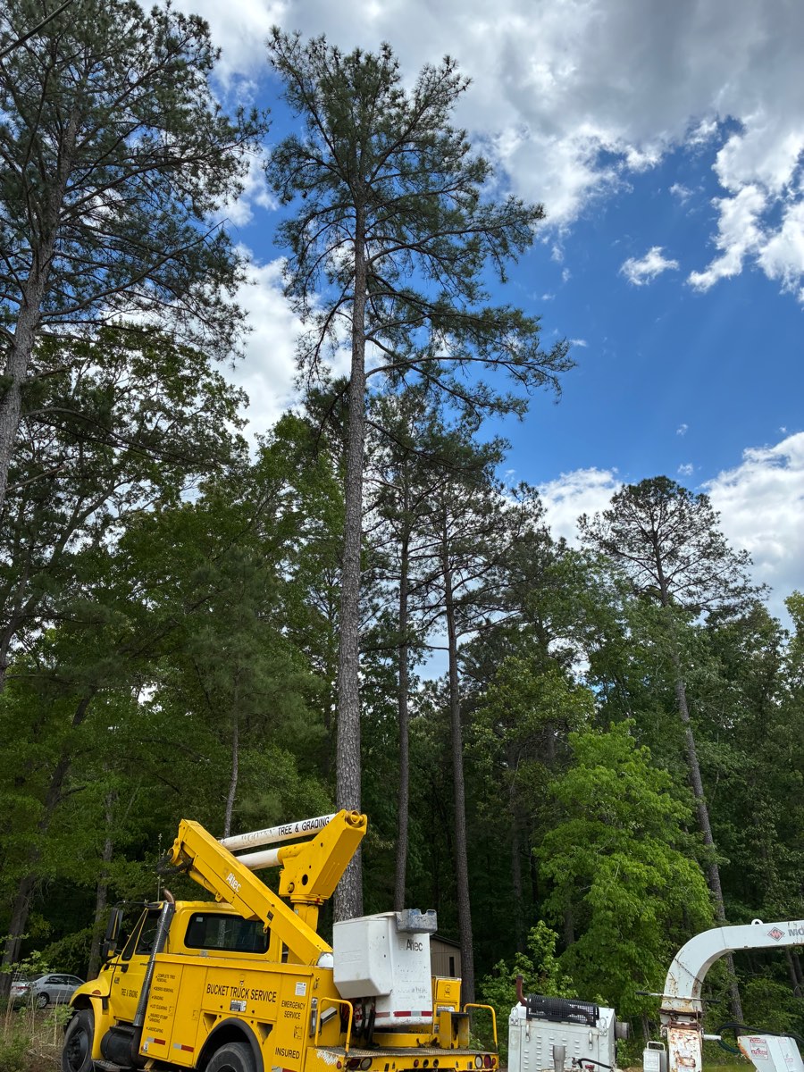 Bucket truck positioned to remove a tall loblolly pine in Lee County, NC
