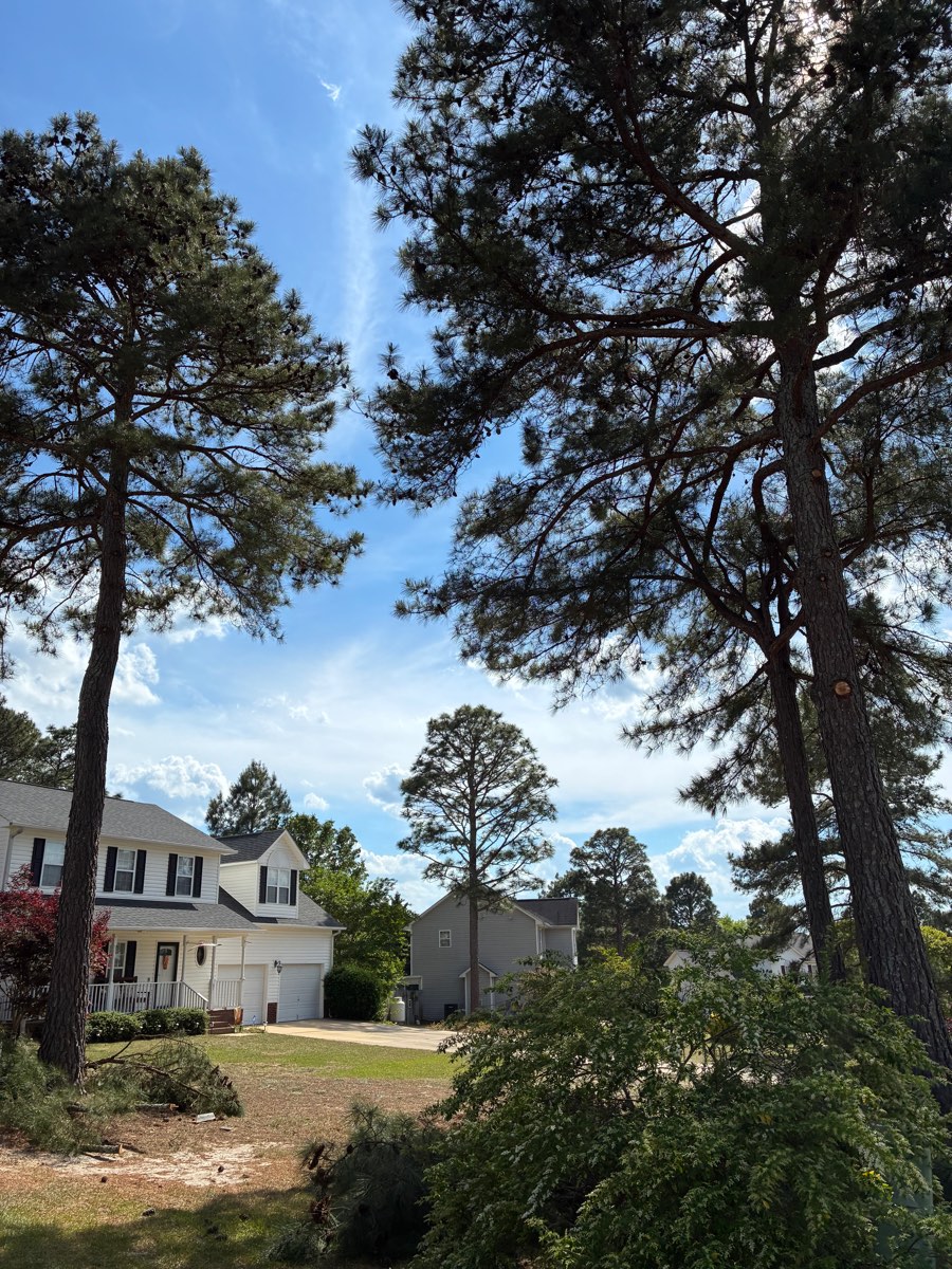 Tall loblolly pines towering over a two-story home near Sanford, NC