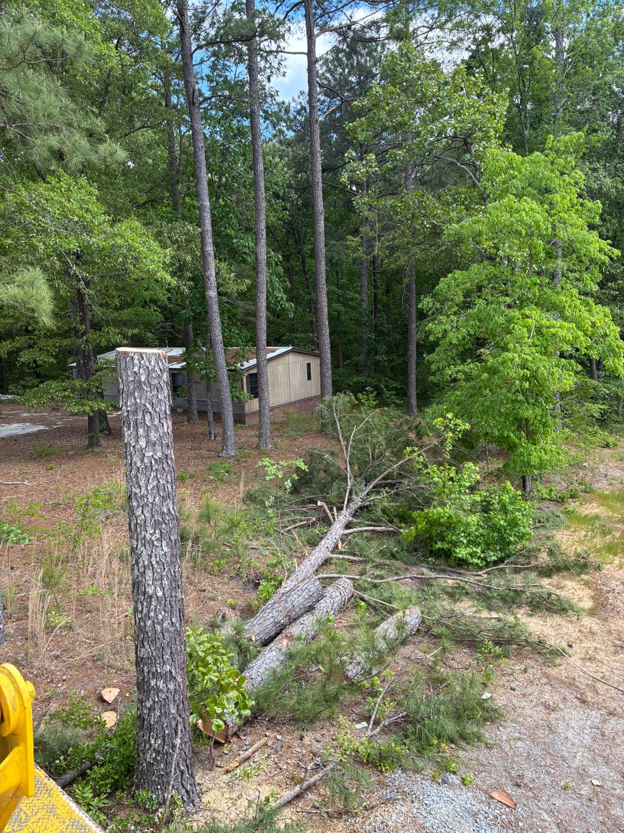 Loblolly pine dismantled in sections beside a backyard shed in Lee County, NC