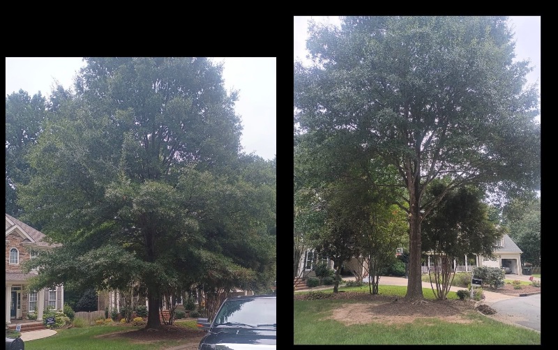 Before and after of a mature oak crown cleaned and shaped in a Sanford, NC neighborhood