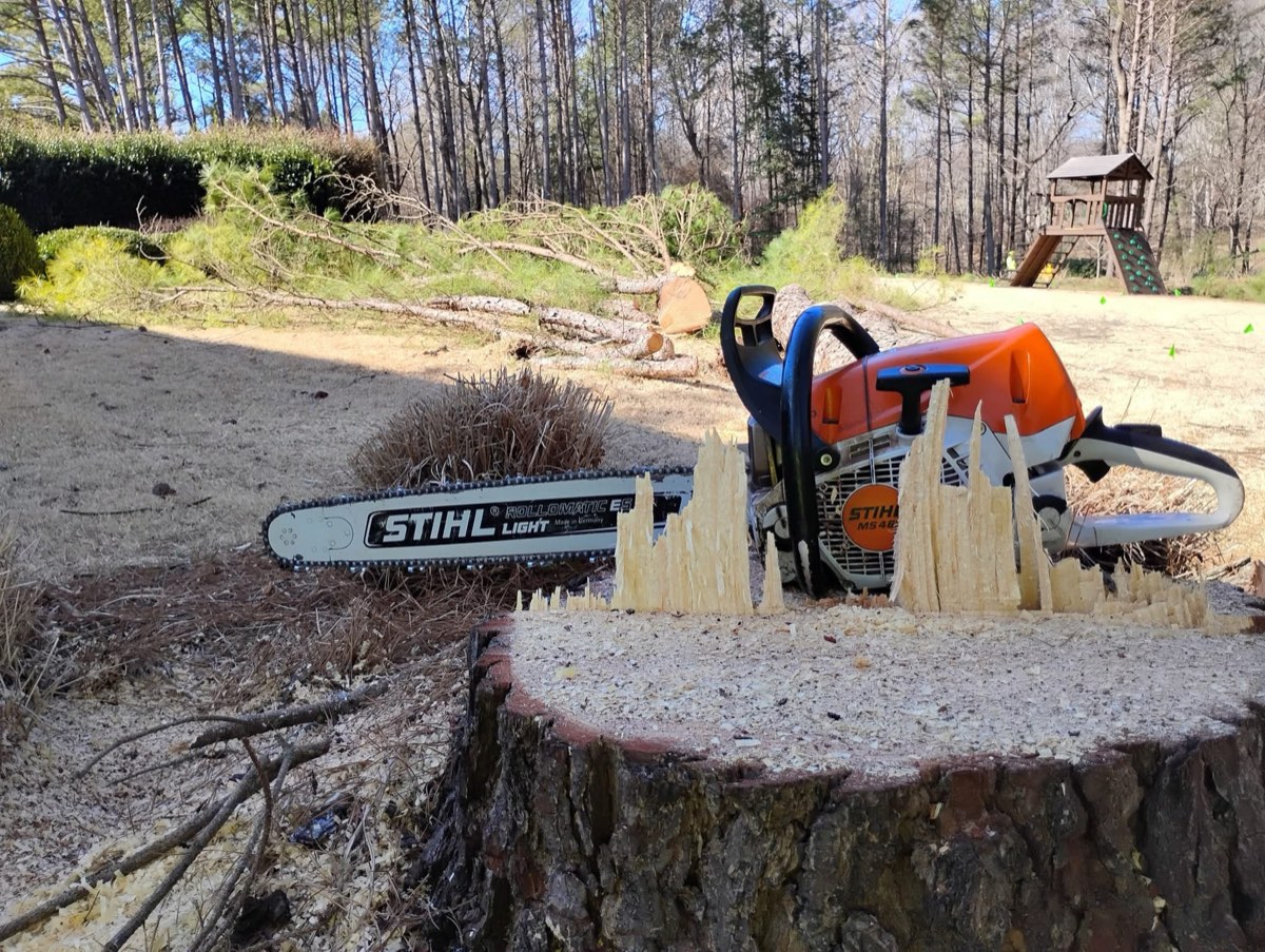 Chainsaw resting on a freshly cut stump ready for grinding in Lee County, NC