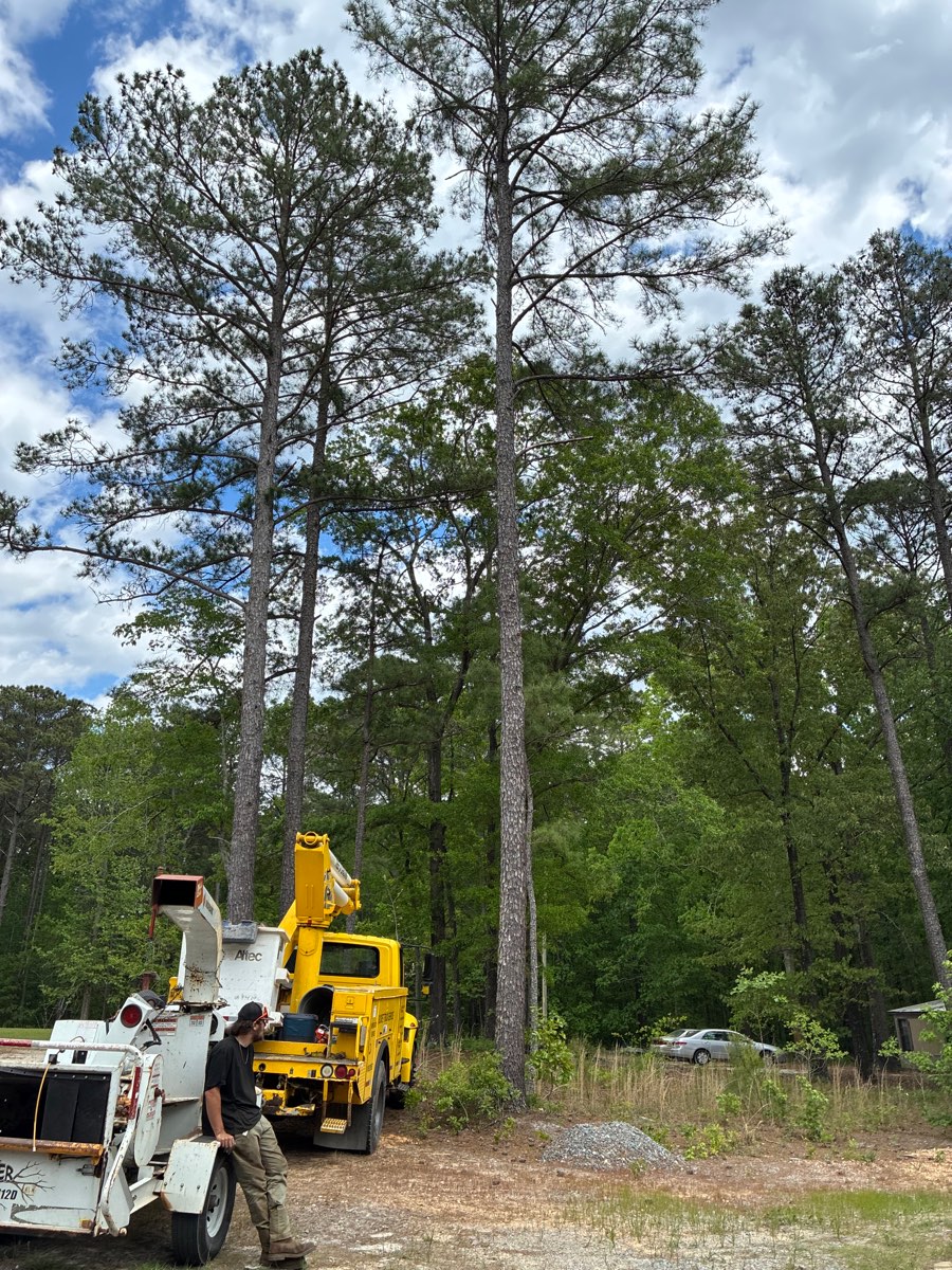Crew chipping brush with bucket truck on site in the pines near Sanford, NC